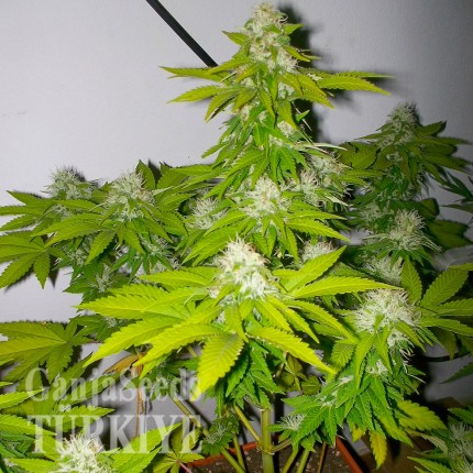 Türkiye’de Auto Amnesia feminised Ganja Seeds kenevir tohumu Auto Amnesia feminised Ganja Seeds