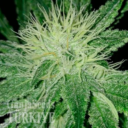 Ankara’da Auto Amnesia feminised Ganja Seeds kenevir tohumu Auto Amnesia feminised Ganja Seeds