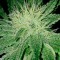 Ankara’da  Auto Amnesia feminised Ganja Seeds kenevir tohumu