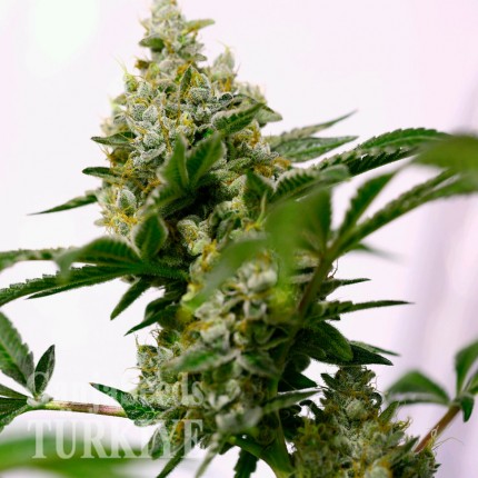 İzmir’de Auto Amnesia feminised Ganja Seeds kenevir tohumu Auto Amnesia feminised Ganja Seeds