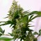 İzmir’de  Auto Amnesia feminised Ganja Seeds kenevir tohumu
