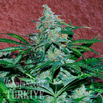 Antalya’da Auto Amnesia feminised Ganja Seeds kenevir tohumu Auto Amnesia feminised Ganja Seeds