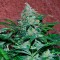 Antalya’da  Auto Amnesia feminised Ganja Seeds kenevir tohumu