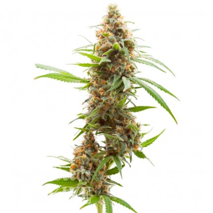 Diyarbakır’da Auto Amnesia feminised Ganja Seeds kenevir tohumu Auto Amnesia feminised Ganja Seeds
