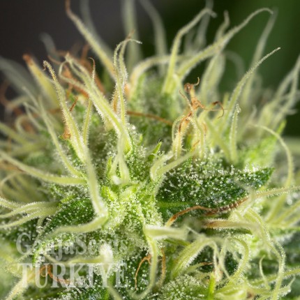 Fethiye’de Auto Amnesia feminised Ganja Seeds kenevir tohumu Auto Amnesia feminised Ganja Seeds