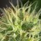 Fethiye’de  Auto Amnesia feminised Ganja Seeds kenevir tohumu