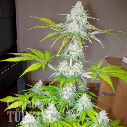 Bursa’da Auto Amnesia feminised Ganja Seeds kenevir tohumu Auto Amnesia feminised Ganja Seeds