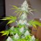 Bursa’da  Auto Amnesia feminised Ganja Seeds kenevir tohumu