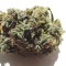 White Blueberry Pie feminised Ganja Seeds Dişileştirilmiş kenevir tohumları online satın al