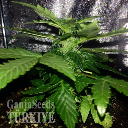 Denizli’de Auto Lowryder2 feminised Ganja Seeds kenevir tohumu Auto Lowryder #2 feminised Ganja Seeds