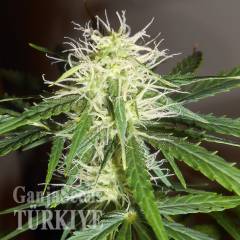 Auto Lowryder #2 feminised Ganja Seeds