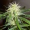 Bursa’da  Auto Lowryder2 feminised Ganja Seeds kenevir tohumu