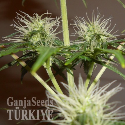 Adana’da Auto Lowryder2 feminised Ganja Seeds kenevir tohumu Auto Lowryder #2 feminised Ganja Seeds