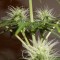 Adana’da  Auto Lowryder2 feminised Ganja Seeds kenevir tohumu