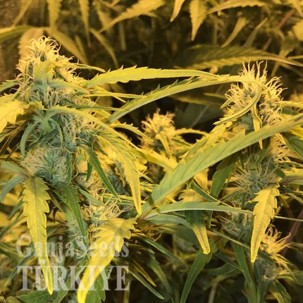 Hatay’da Auto Lowryder2 feminised Ganja Seeds kenevir tohumu Auto Lowryder #2 feminised Ganja Seeds