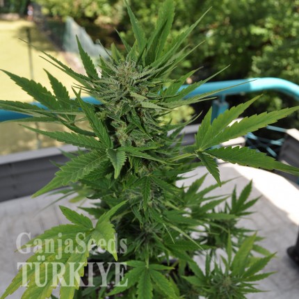 Çanakkale’de Auto Lowryder2 feminised Ganja Seeds kenevir tohumu Auto Lowryder #2 feminised Ganja Seeds