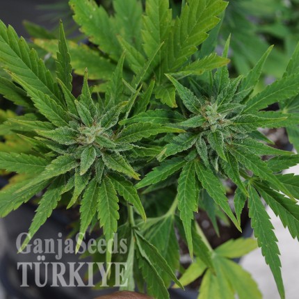 Isparta’da Auto Lowryder2 feminised Ganja Seeds kenevir tohumu Auto Lowryder #2 feminised Ganja Seeds