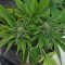 Isparta’da  Auto Lowryder2 feminised Ganja Seeds kenevir tohumu