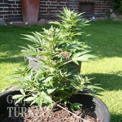 Konya’da Auto Lowryder2 feminised Ganja Seeds kenevir tohumu Auto Lowryder #2 feminised Ganja Seeds