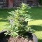 Konya’da Auto Lowryder2 feminised Ganja Seeds  kenevir tohumu
