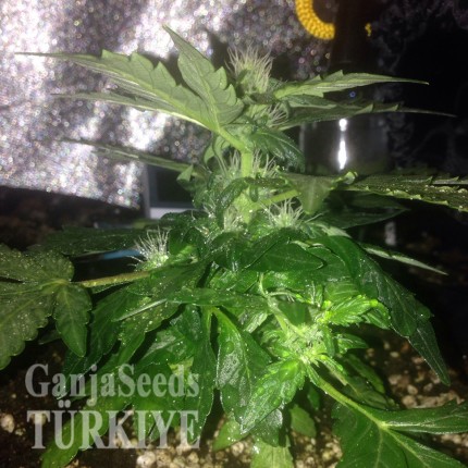 Mardin’de Auto Lowryder2 feminised Ganja Seeds kenevir tohumu Auto Lowryder #2 feminised Ganja Seeds