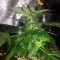 Mardin’de  Auto Lowryder2 feminised Ganja Seeds kenevir tohumu
