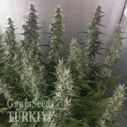 White Gum feminised Ganja Seeds