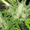 Auto UK Cheese feminised Ganja Seeds