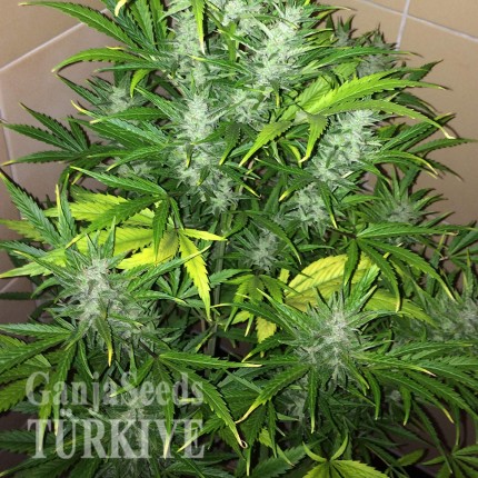 Auto UK Cheese feminised Ganja Seeds