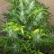 Auto UK Cheese feminised Ganja Seeds