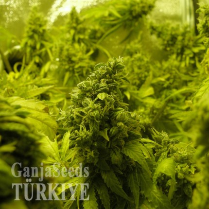 K-Train feminised Ganja Seeds
