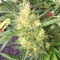Auto Cheese feminised Ganja Seeds Kenevir kültürü tohumları