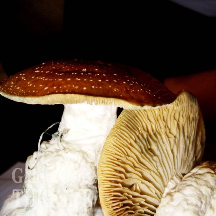 Amazonian psilosibin mantar baskıları Amazonian