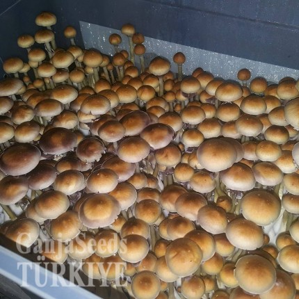 Amazonian psilosibin mantarlarının spor baskıları Amazonian