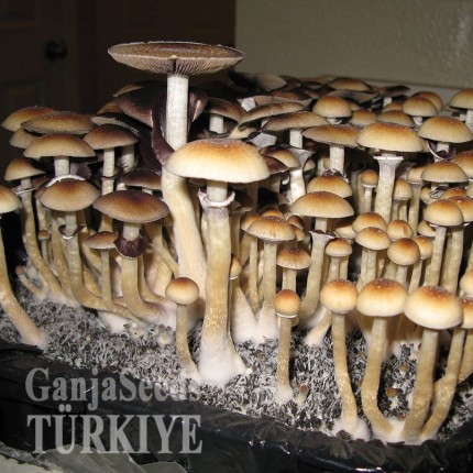 Amazonian spor baskısı Amazonian