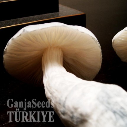 Amazonian spor süspansiyonu Amazonian