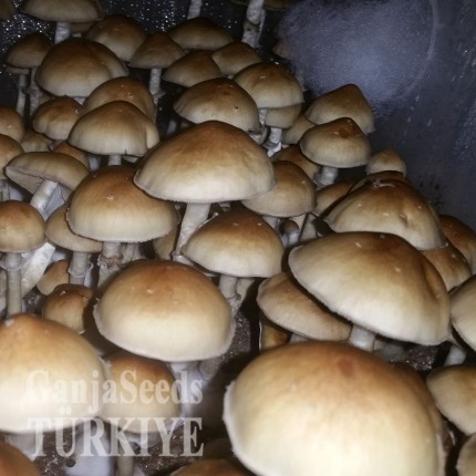 Ucuz Amazonian psilosibin mantar sporları Amazonian