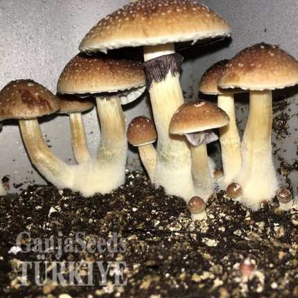 Türkiye'de Amazonian psilosibin mantarlarının baskıları Amazonian