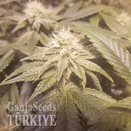 Auto Lemon feminised Ganja Seeds