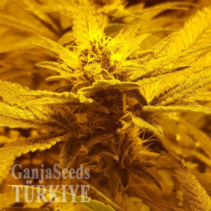Auto Lemon feminised Ganja Seeds