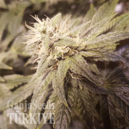 Auto Lemon feminised Ganja Seeds