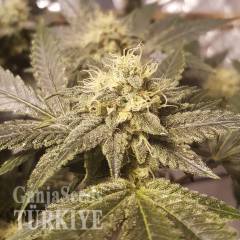 Auto Lemon feminised Ganja Seeds