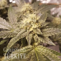 Auto Lemon feminised Ganja Seeds