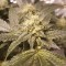 Auto Lemon feminised Ganja Seeds Güçlü kenevir tohumları