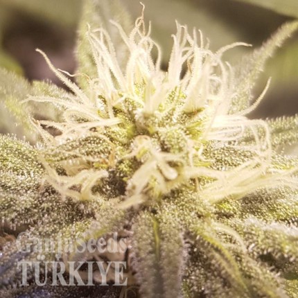 Auto Lemon feminised Ganja Seeds