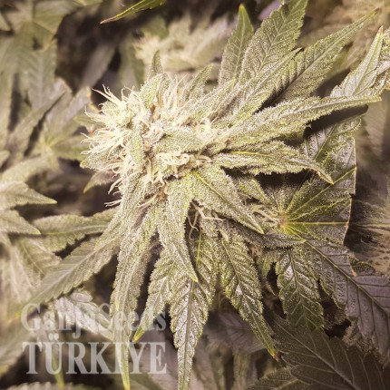 Auto Lemon feminised Ganja Seeds