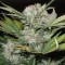 Auto Fast Bud feminised Ganja Seeds Kenevir tohumları internet mağazası