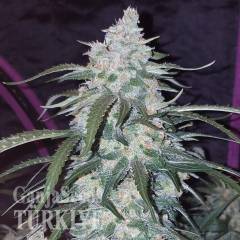 Auto Fast Bud feminised Ganja Seeds