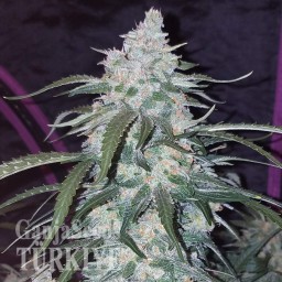 Auto Fast Bud feminised Ganja Seeds