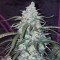 Auto Fast Bud feminised Ganja Seeds Otoçiçeklenen kenevir tohumları